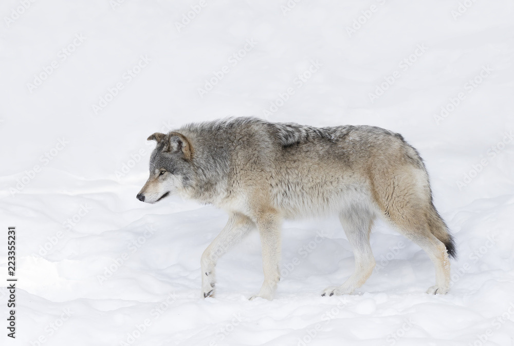 Naklejka premium A lone Timber wolf or Grey Wolf (Canis lupus) isolated on white background walking in the winter snow in Canada
