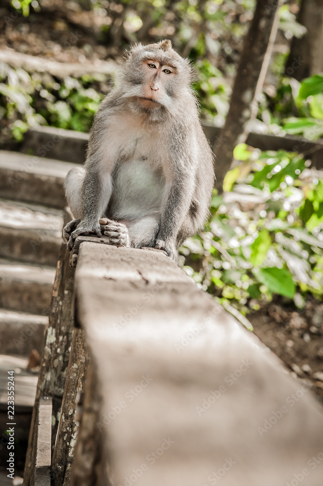 Portrait of long tailed macaque monkey in his natural environmen