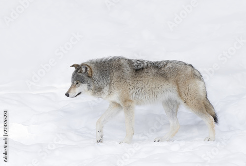 A lone Timber wolf or Grey Wolf (Canis lupus) isolated on white background walking in the winter snow in Canada © Jim Cumming