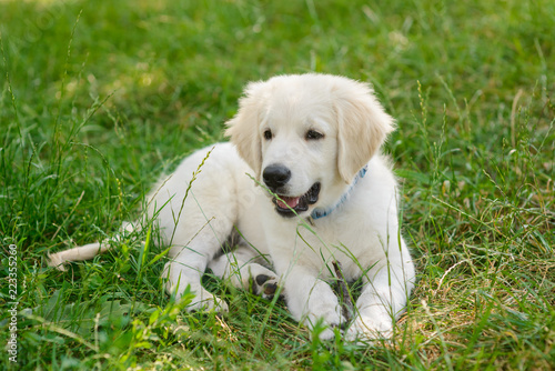 Lovely puppy in the foreground