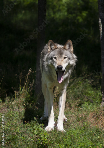 A lone Timber wolf or Grey Wolf   Canis lupus  on top of a rock looks back on an autumn day in Canada