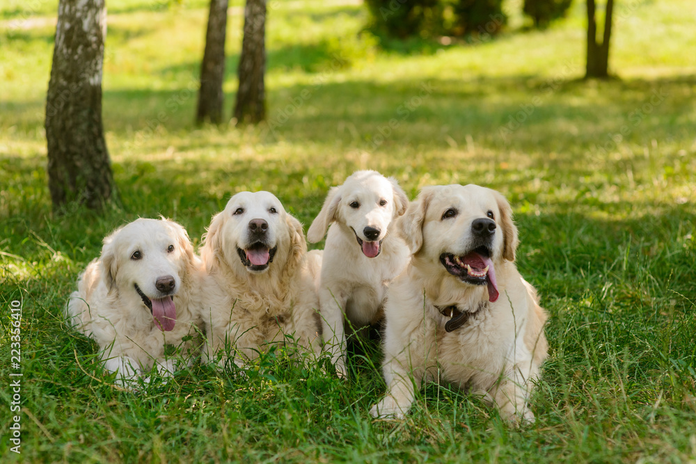 Happy family of dogs