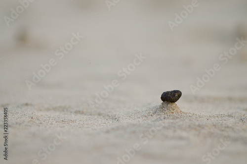 Black Small Stone On Little Yellow Beach Sand Hill