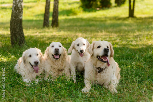 Happy family of dogs