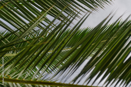 Exotic Beach Palm Leaf On Beautiful Summer Blue Sky Background