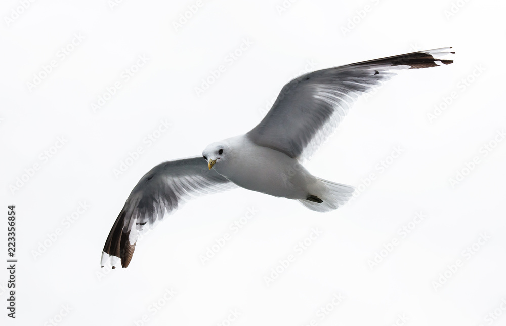 Fototapeta premium sea gull on white background