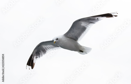sea gull on white background