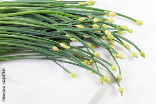 Arch of giant chive stems and flower buds isolated on white, horizontal aspect