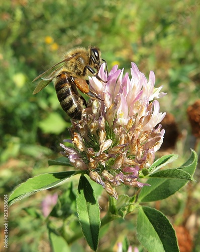 Bee on a clover flower in the meadow, closeup  photo