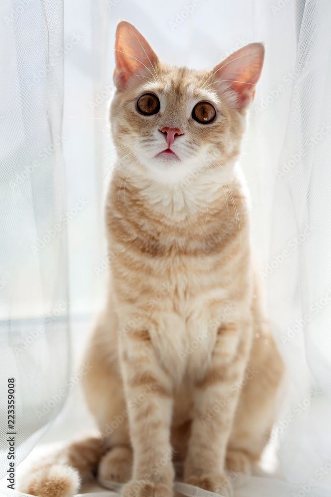 Red cat on the windowsill, pet