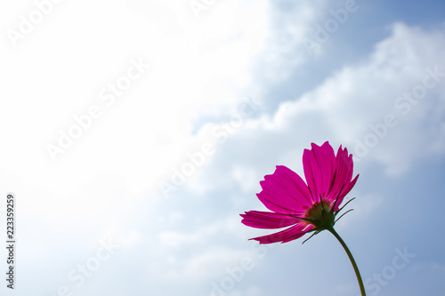 Beautiful cosmos flowers background.
