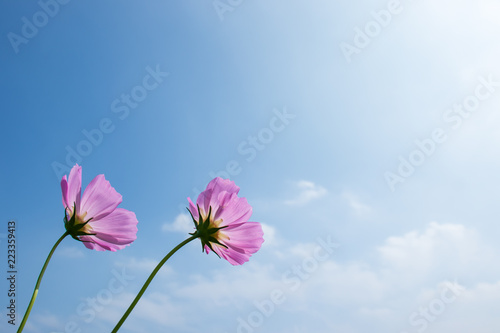 Beautiful cosmos flowers background.