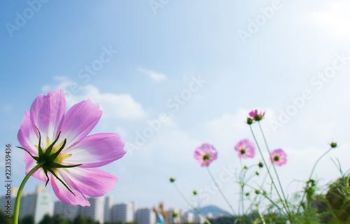 Beautiful cosmos flowers background. © loveallyson