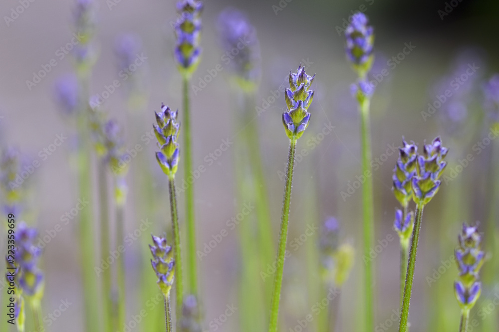 Obraz premium field of purple flowers