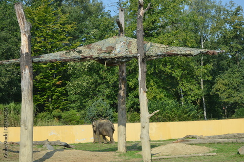 Słoń Indyjski-Elephas maximus bengalensis - Ostrawskie spojrzenia