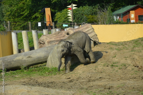 Słoń Indyjski-Elephas maximus bengalensis - Ostrawskie spojrzenia