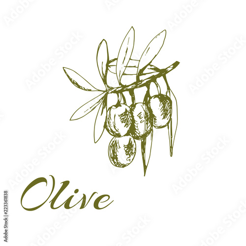 branch green olives, vector illustration hand-drawn logo of olives