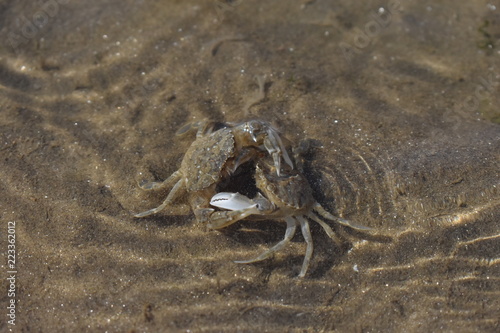 crabe © N.Cognita