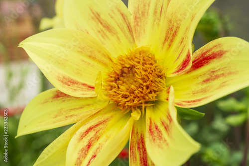 Fototapeta Naklejka Na Ścianę i Meble -  Close-up of a dahlia flower