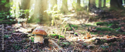 Fotografie Porcini mushroom in the autumn forest. Nature background.