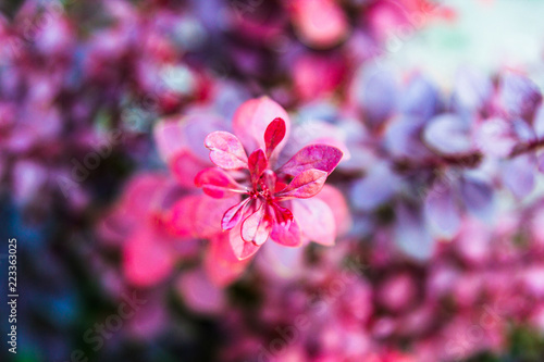 Purple lilac plant © Alexei
