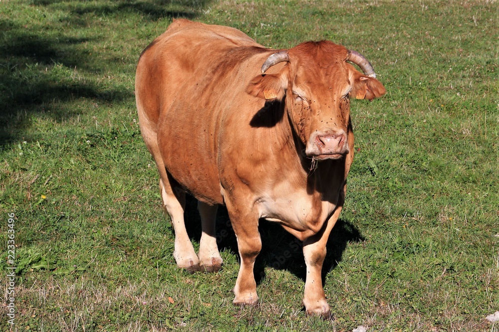 Fototapeta premium Vaches Limousines en pâture.