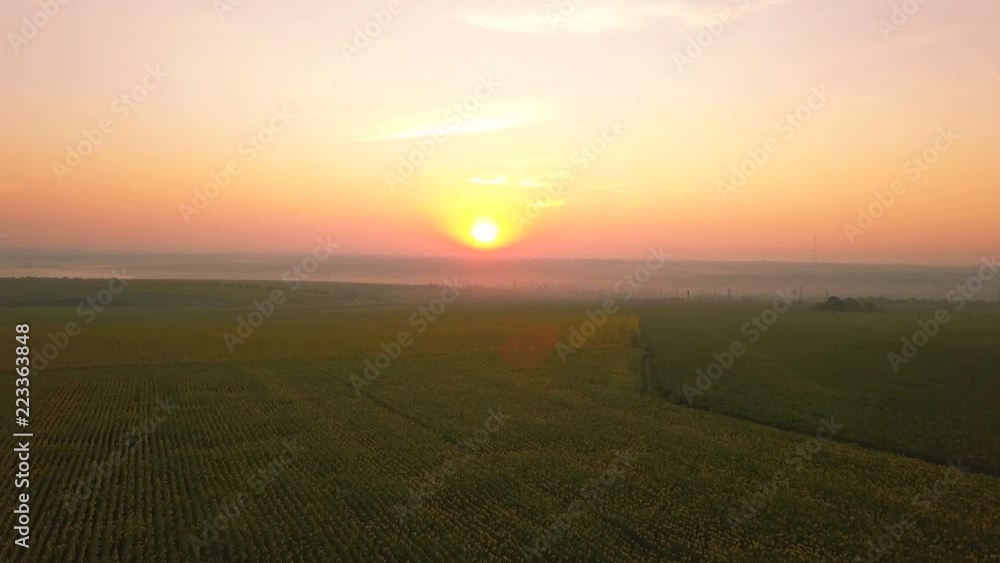 4K Aerial. Flt up over fields of sunflower at sunrise time 4K Aerial. Flt up over fields of sunflower at sunrise time