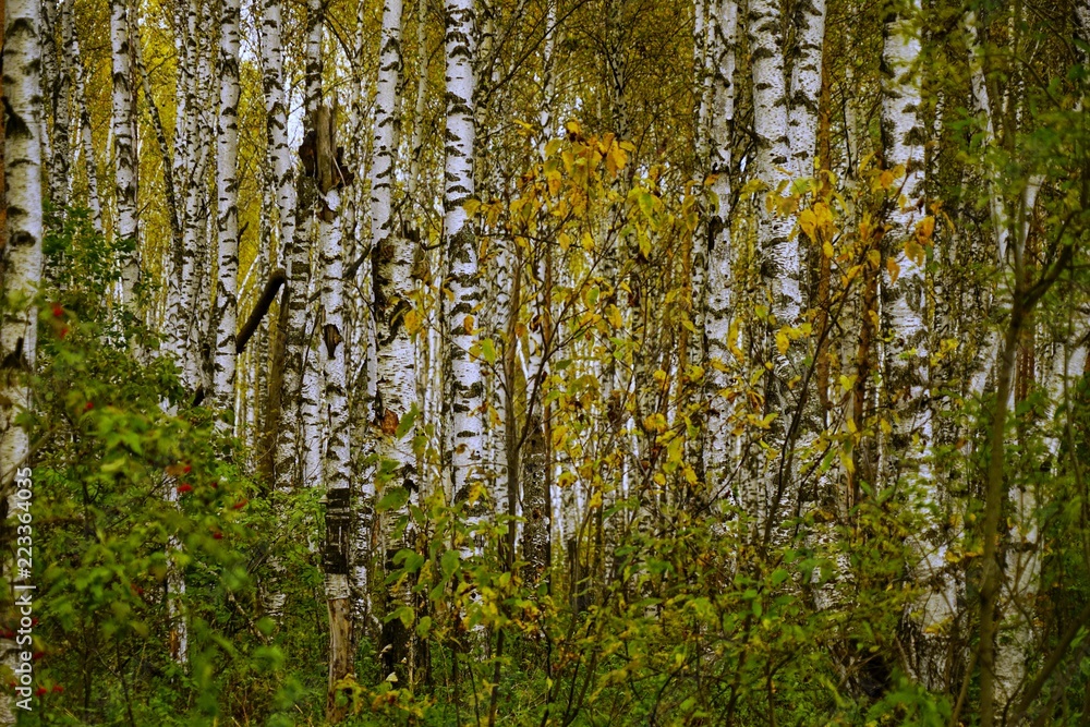 Autumn forest scenery with rays of warm light illumining the gold foliage and a footpath leading into the scene, nature