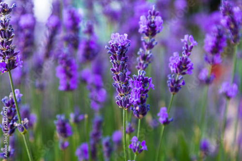 Young shoots of lavender © Alexei
