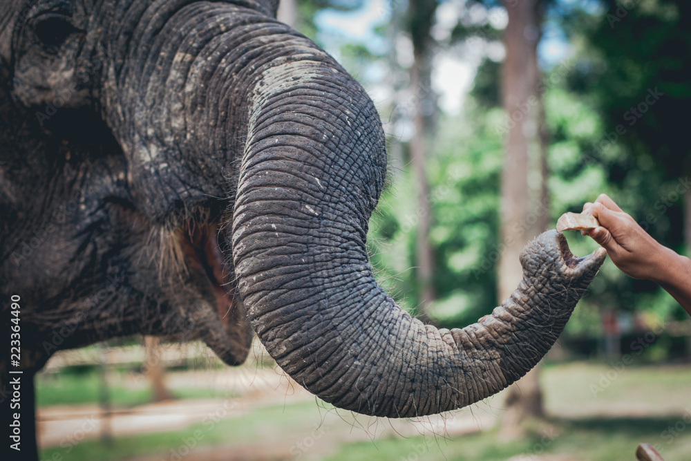 Obraz premium Curvy Elephant Trunk