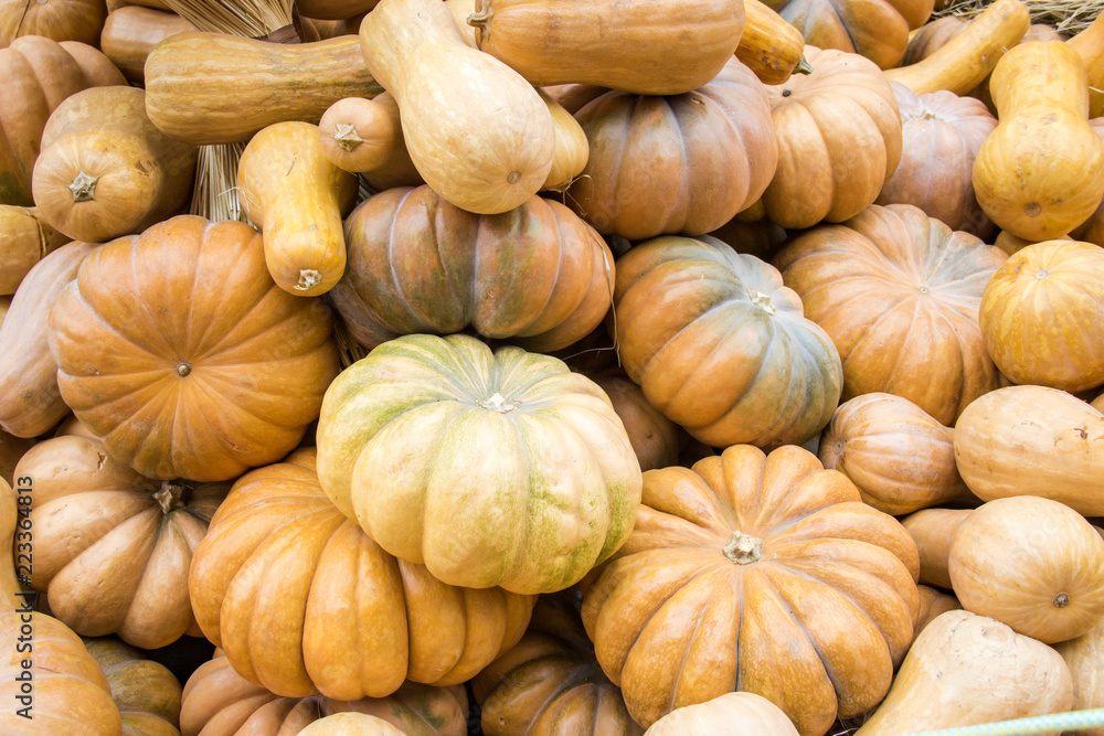 Background filled with different pumpkins. Autumn outdoor decoration