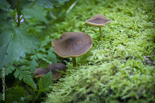 .mushrooms in the forest growing among moss and leaves close up