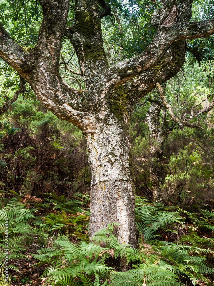 cork oaks in the andalusian countryside. cork oaks in the andalusian countryside.
