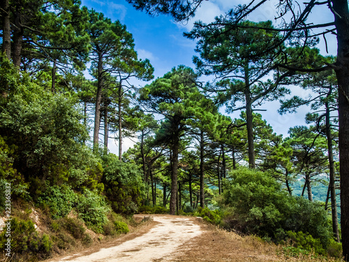 High Pine trees in the mountains near the strait of Gibraltar near Algeciras, Spain