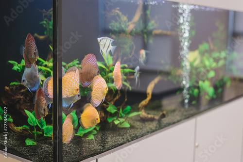 aquarium with different fish