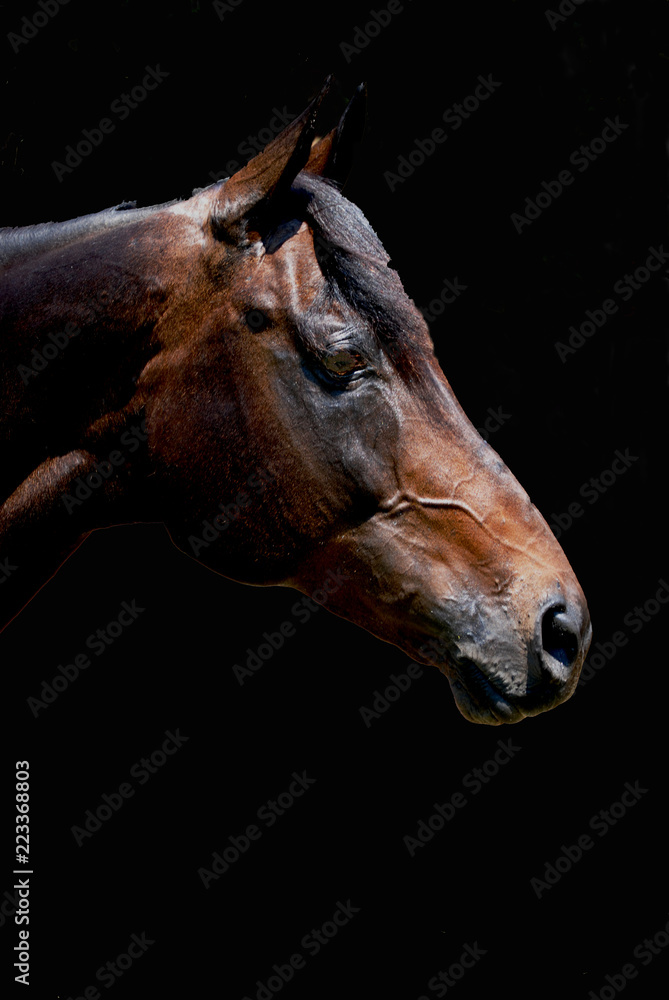 Fototapeta premium Profile portrait of a Thoroughbred horse.