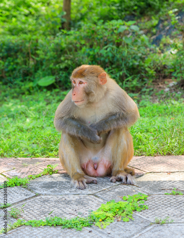 Fototapeta premium Wild Monkey At Kam Shan Country Park In Hong Kong