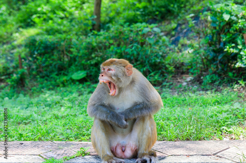 Angry Wild Monkey At Kam Shan Country Park In Hong Kong