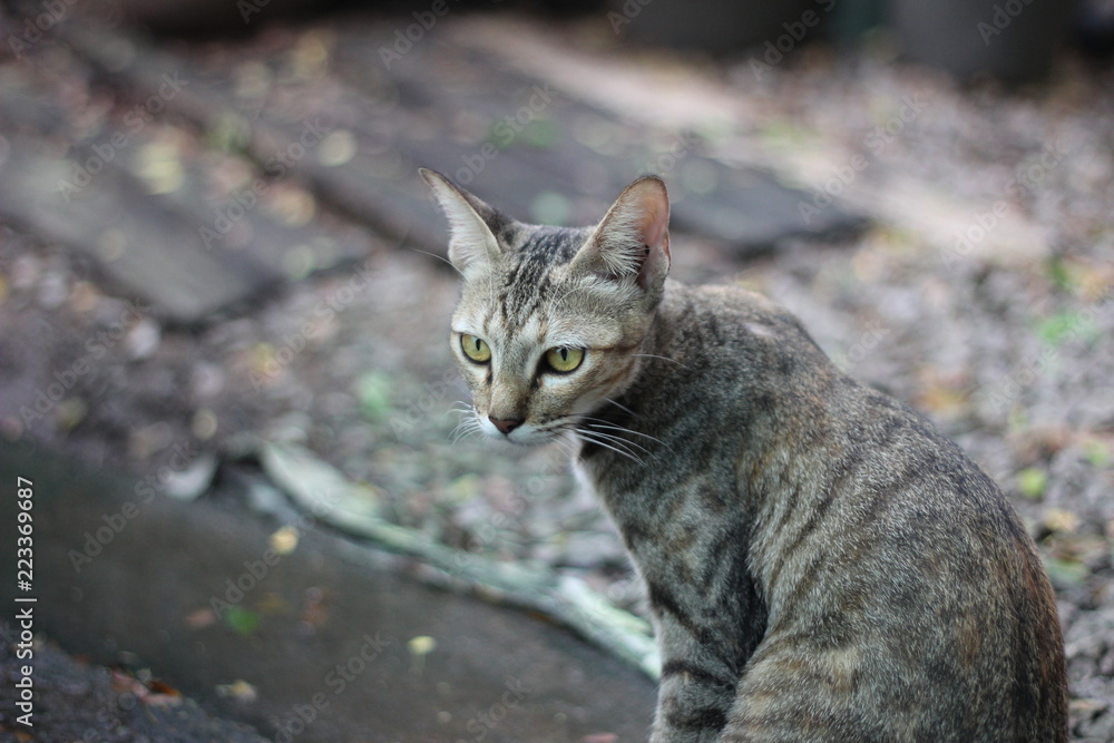 Obraz premium Orange cat