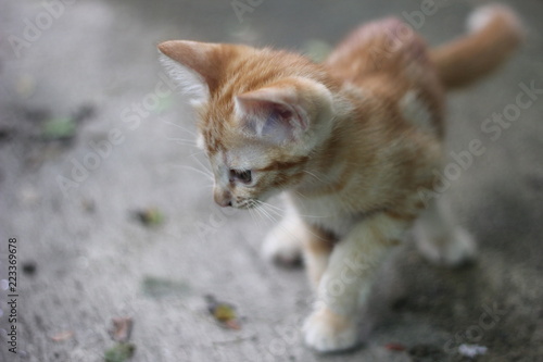 Orange cat © Theparits