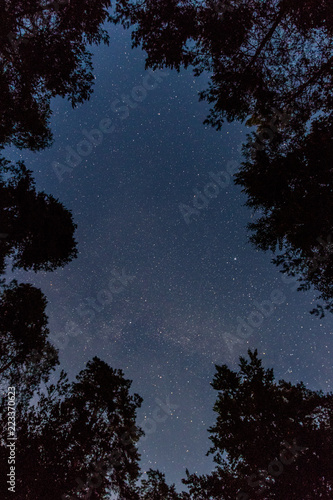 Gwiazdy w lesie