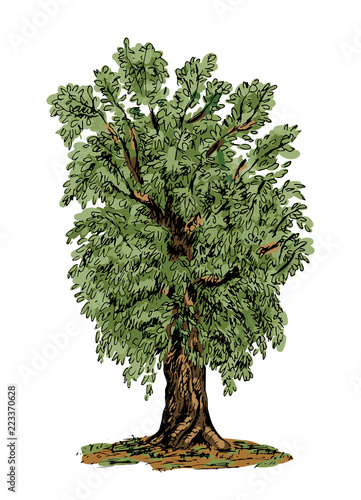 A tree, hand drawn sketch. Vector illustration isolated on white.