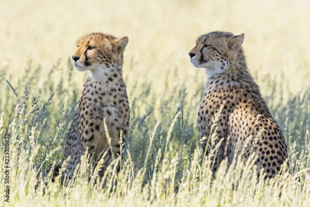 Botswana, Kgalagadi Transfrontier Park, Cheetahs, Acinonyx Jubatus Botswana, Kgalagadi Transfrontier Park, Cheetahs, Acinonyx Jubatus