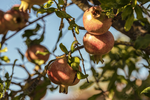 Italy, Tuscany, ripe pomegranates on tree photo