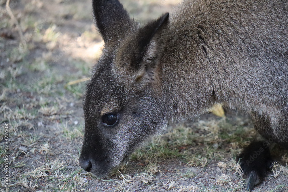 Obraz premium Kangaroo 