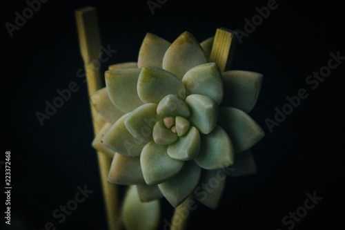 Closeup of Succulent Plant
