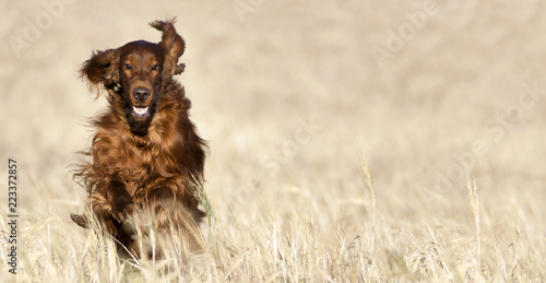 Happy pet dog running in the field - web banner, background with copy space © Reddogs