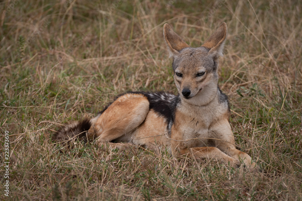 Black-backed jackal lies in grass facing camera