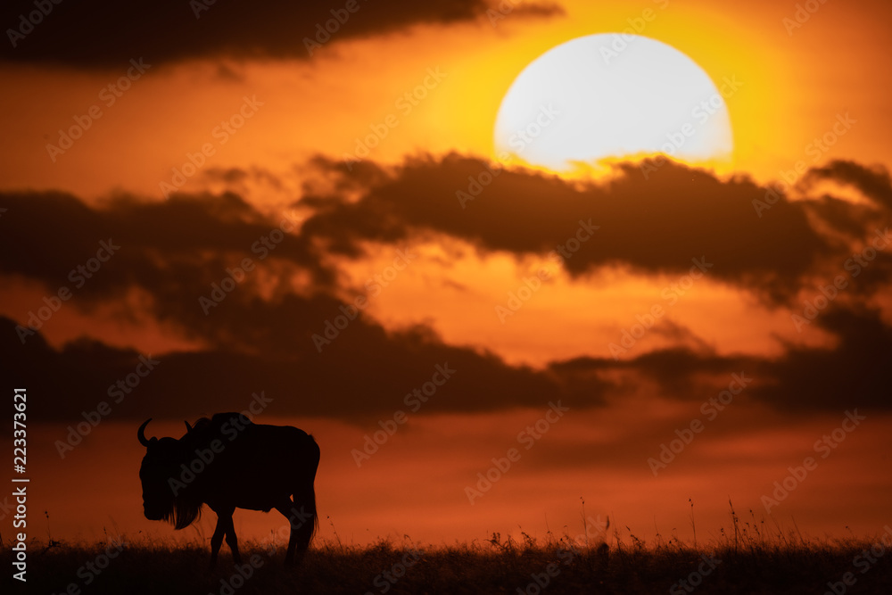 Blue wildebeest in silhouette against setting sun Blue wildebeest in silhouette against setting sun