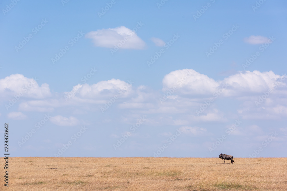 Blue wildebeest stands near horizon on savannah Blue wildebeest stands near horizon on savannah